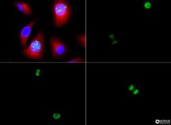 Histone H3, p Ser10 Antibody, Novus Biologicals 0.025mg; Unlabeled:Antibodies,
